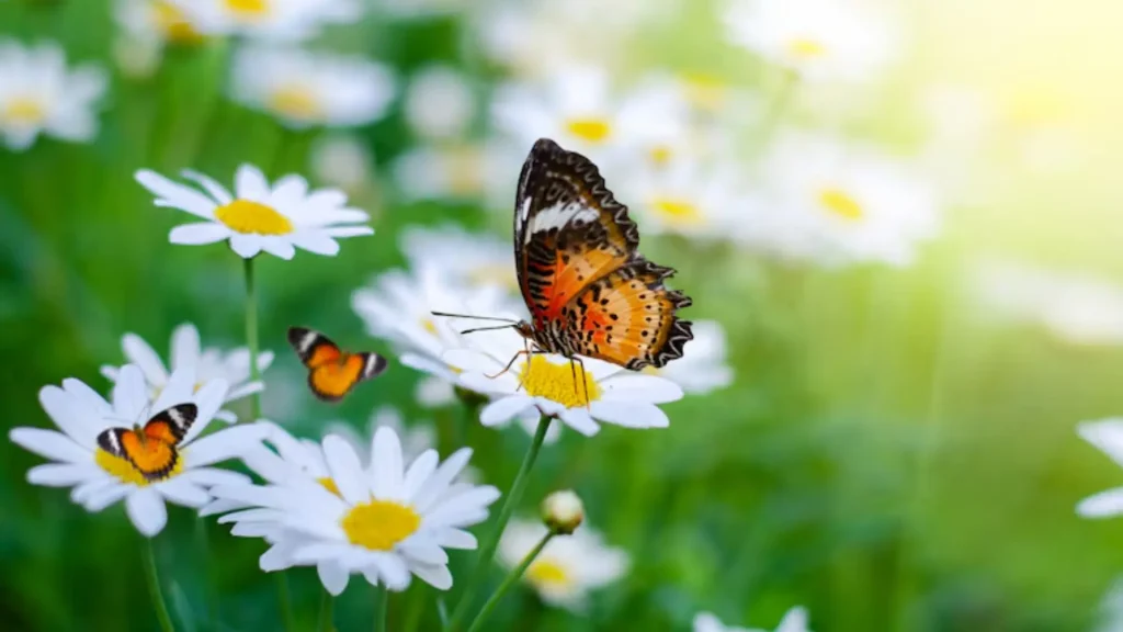 Funny Butterfly Names