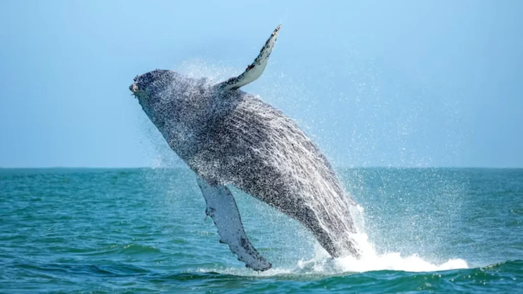 Funny Whale Names