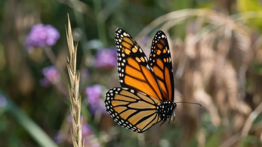 Girl Butterfly Names
