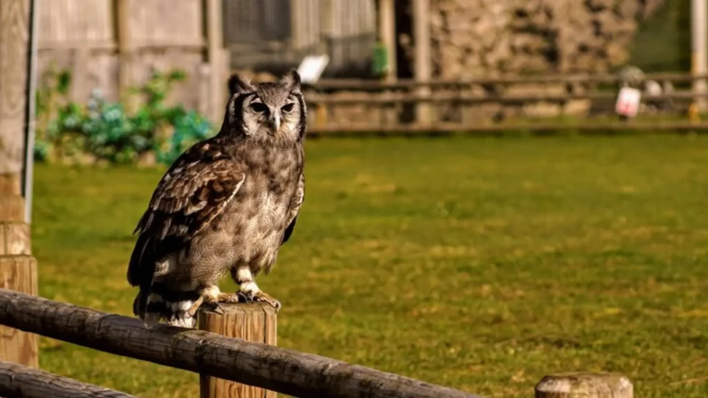 Male Owl Names