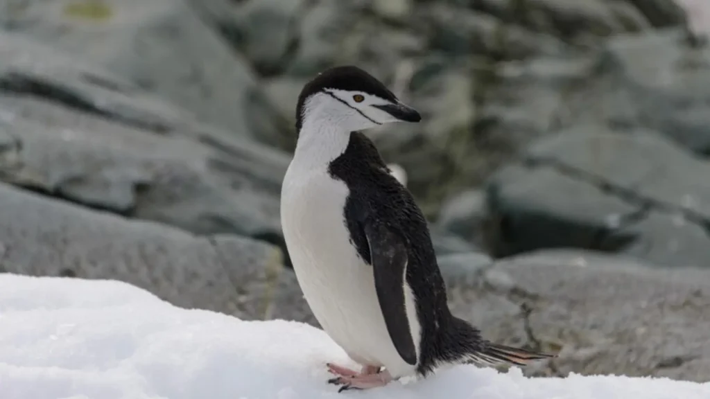 Baby Penguin Names