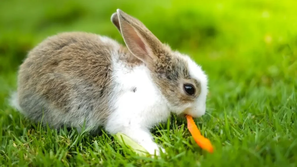 Baby Rabbit Names