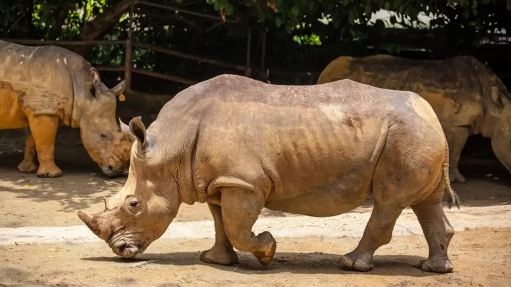 Badass Rhinoceros Names