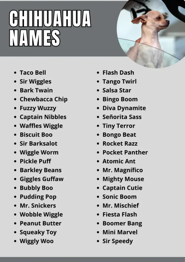 Chihuahua Names infographic