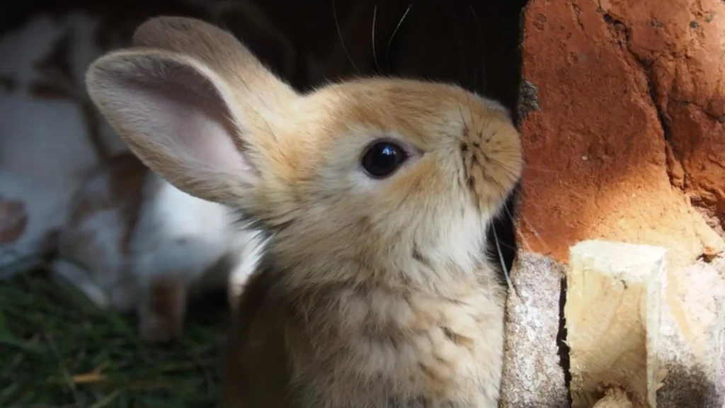 Cool Rabbit Names