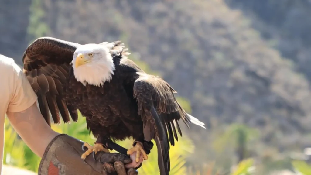 Creative Eagle Names