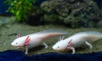 Cute Axolotl Aquatic Pattern