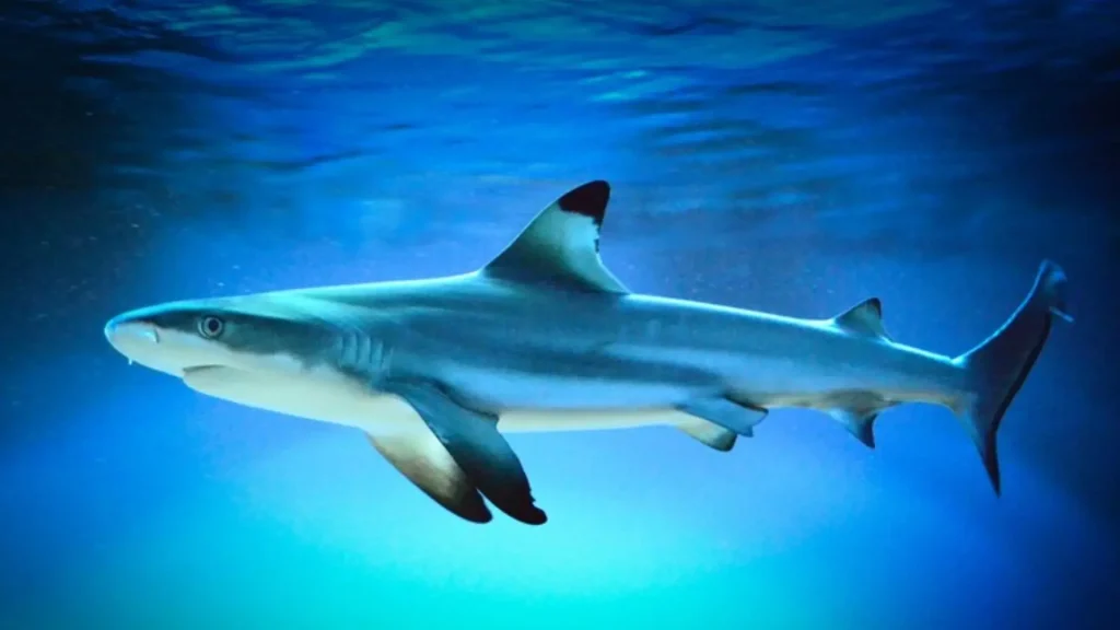 Cute Shark Names
