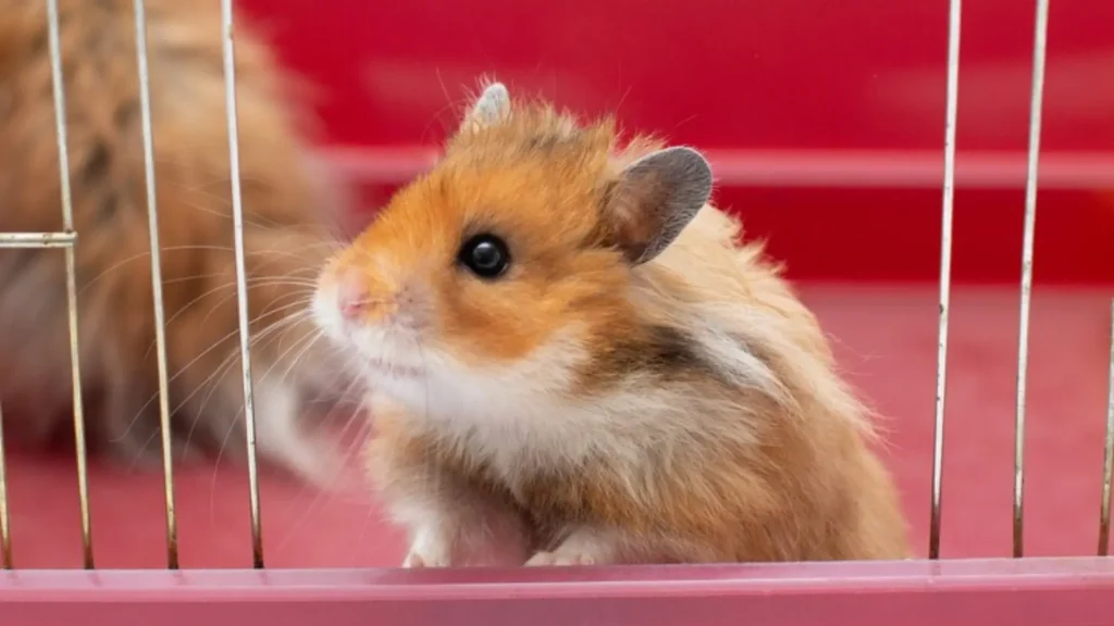 Funny Hamster Names