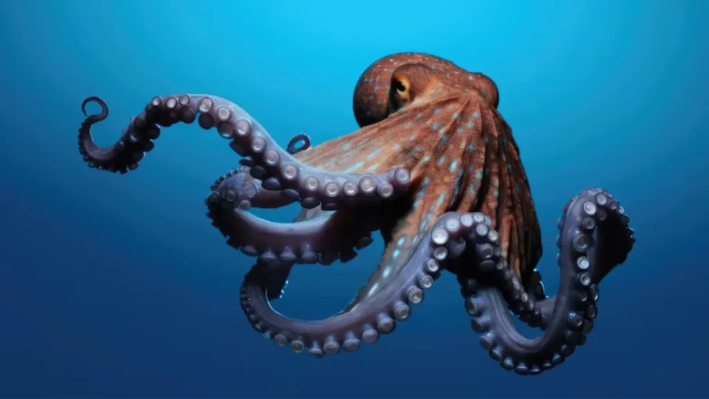 Funny Names for Octopus