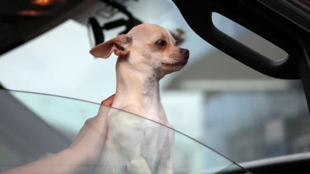 Male Chihuahua Names