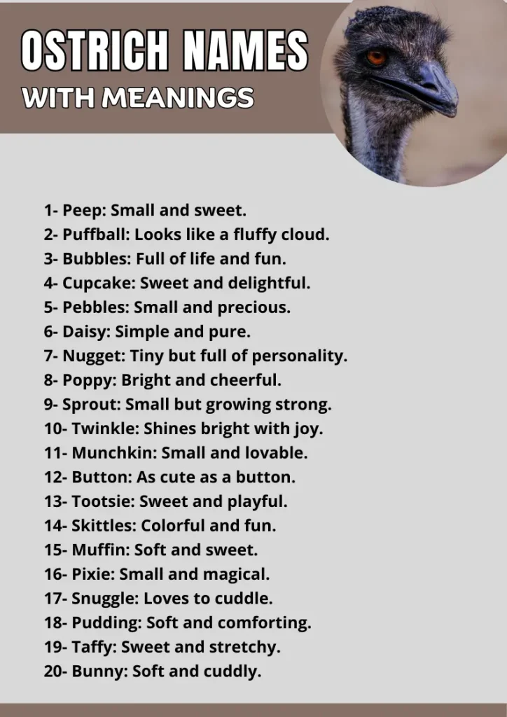 Ostrich Names with Meanings  infographic