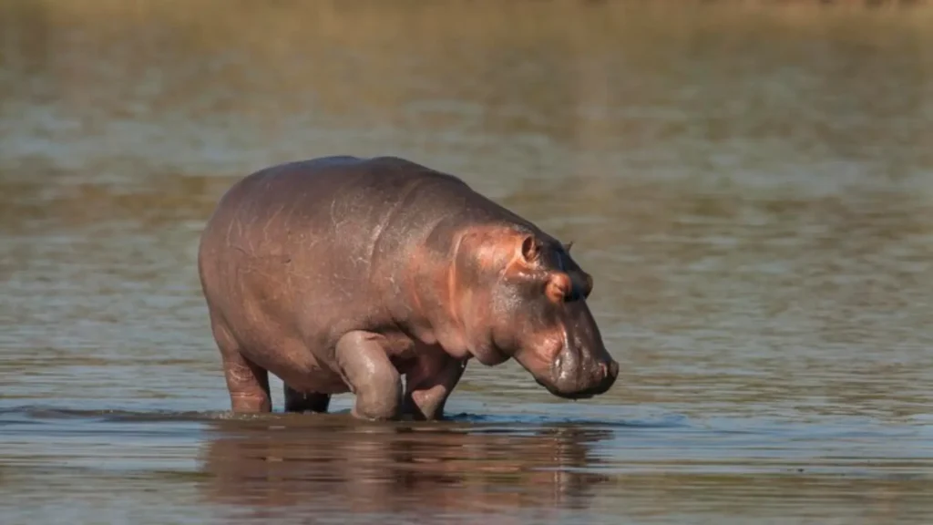 Badass Hippopotamus Names