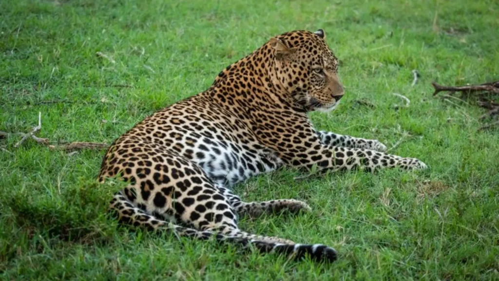 Badass Leopard Names