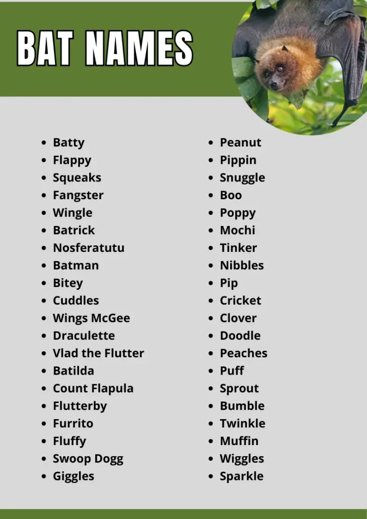 Bat Names infographic