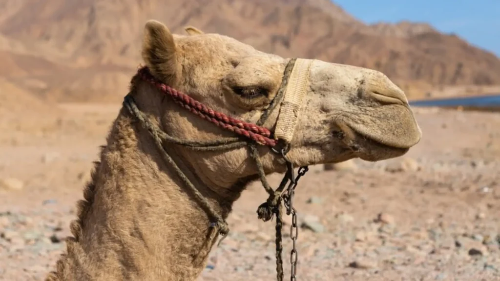 Camel Boy Names