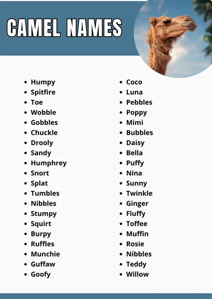 Camel Names infograpic