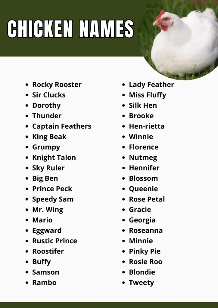 Chicken Names infograpic