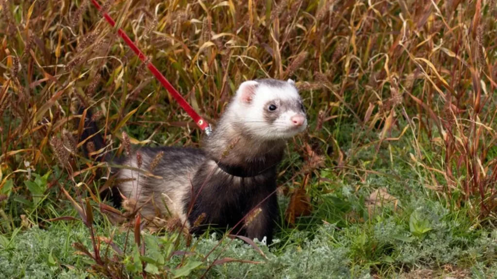 Cool Ferret Names