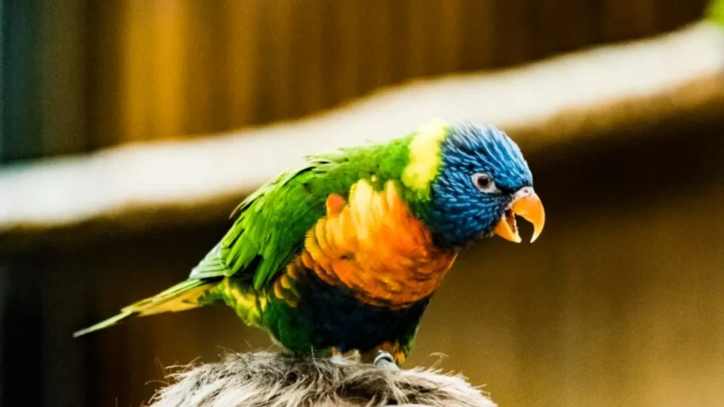 Cool Names for Parrots