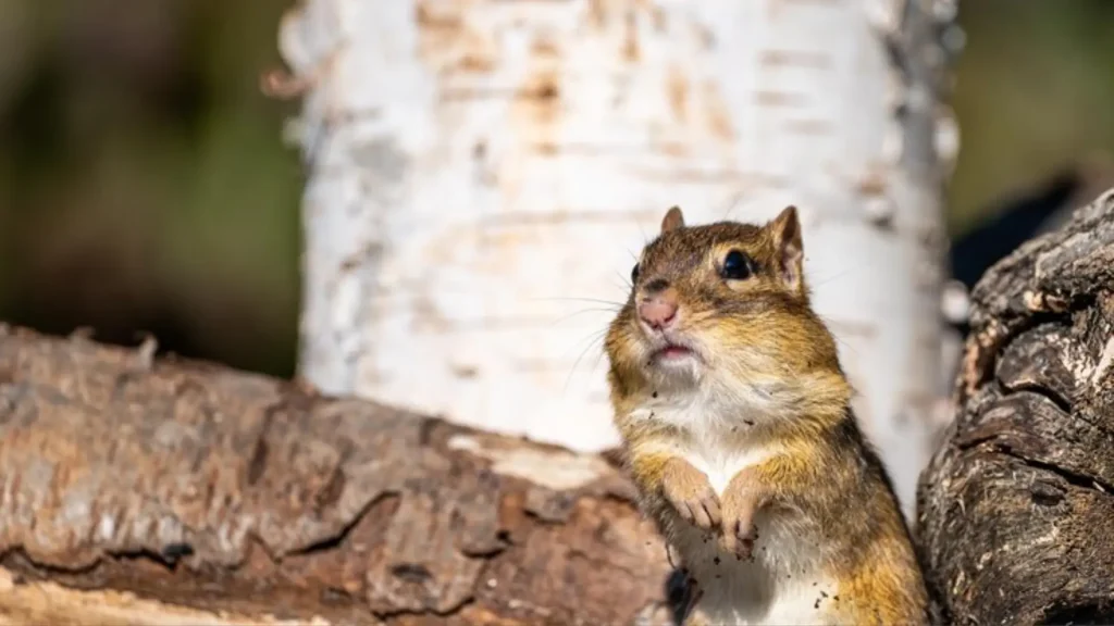 Cute Chipmunk Names