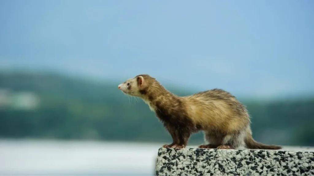 Cute Ferret Names