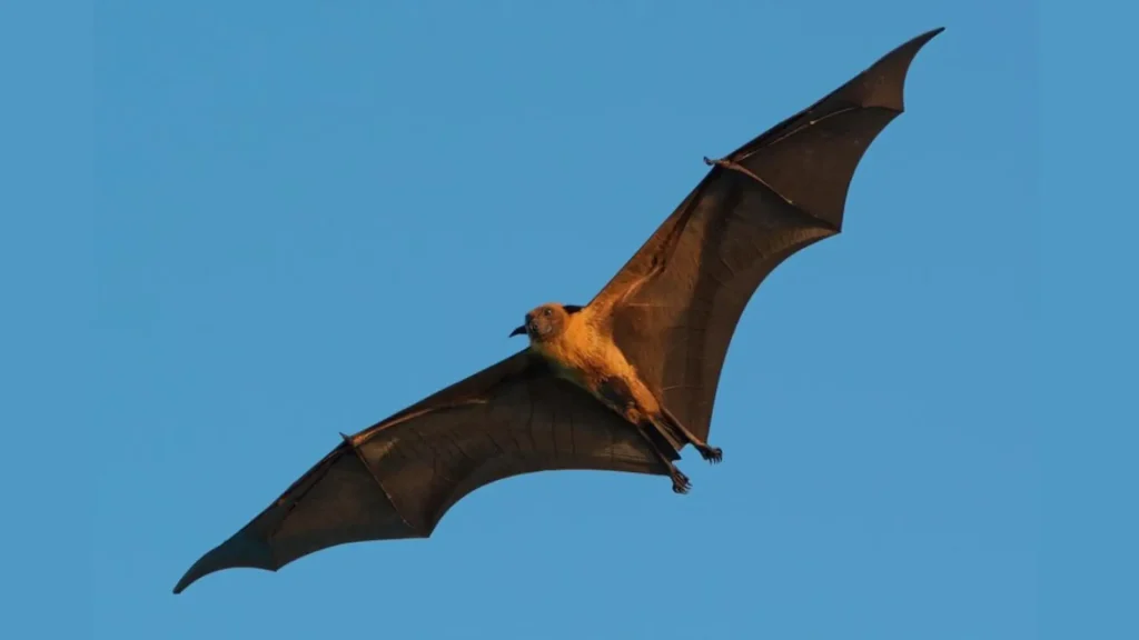 Cute Names for Bats