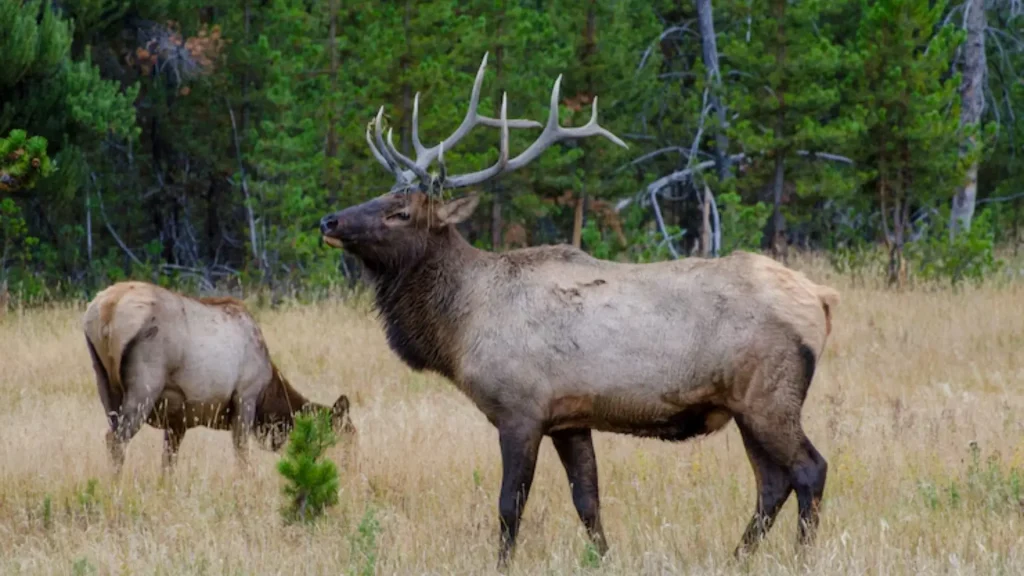 Cute Names for Elks