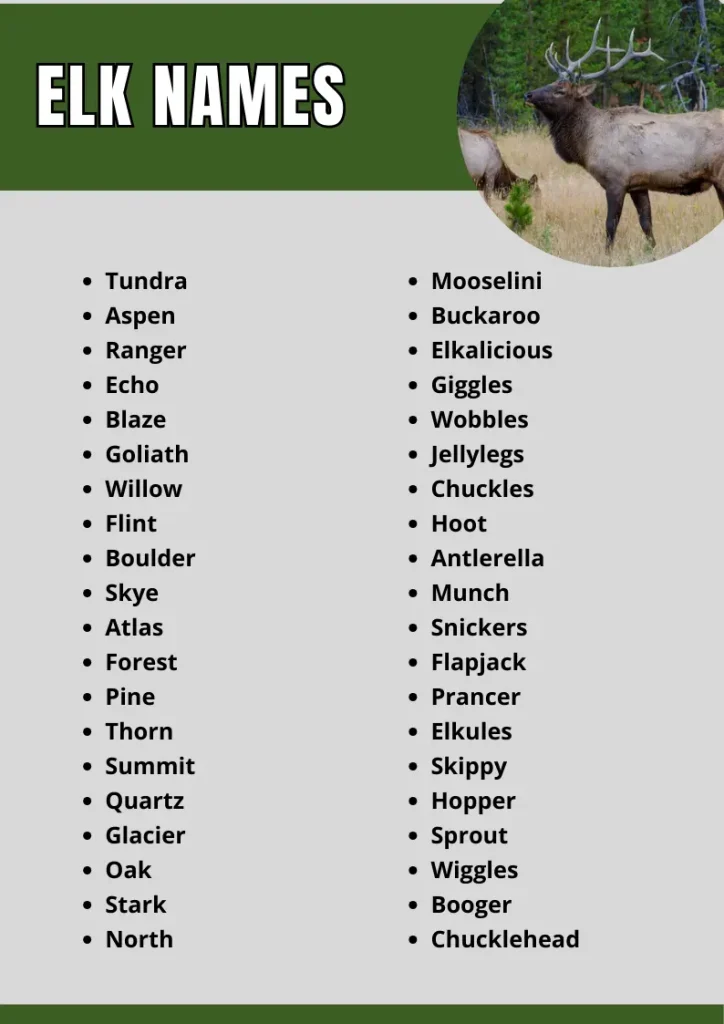 Elk Names infographic