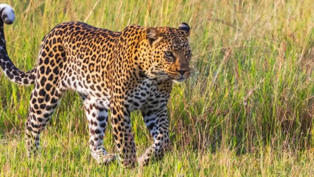 Famous Leopard Names