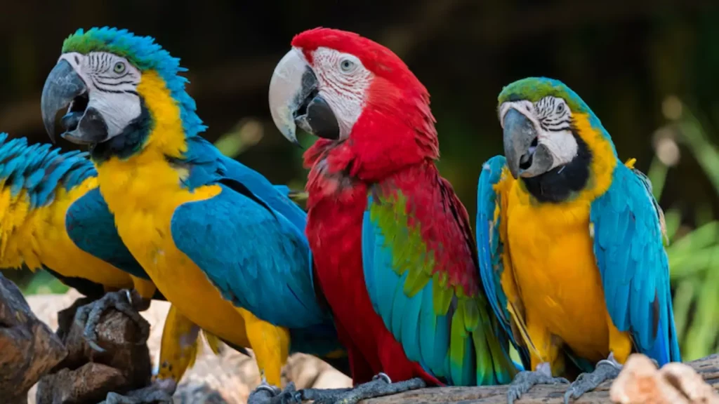 Famous Parrot Names