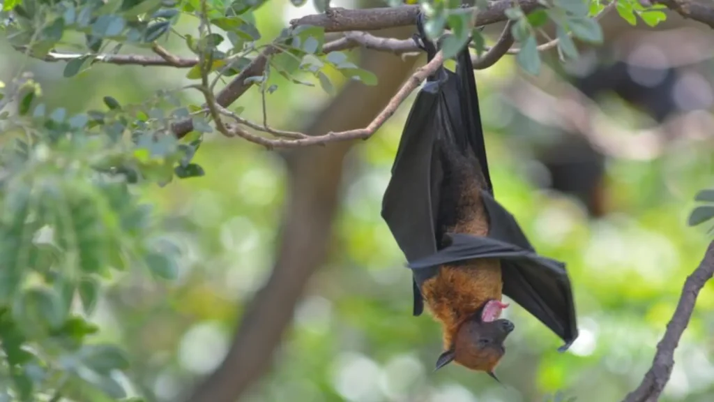 Funny Bat Names