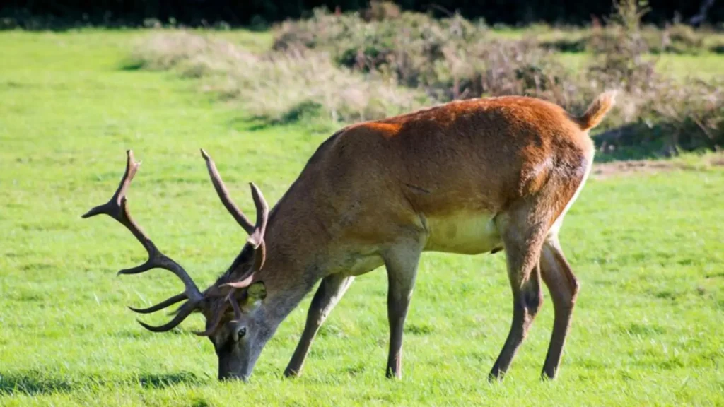 Funny Elk Names