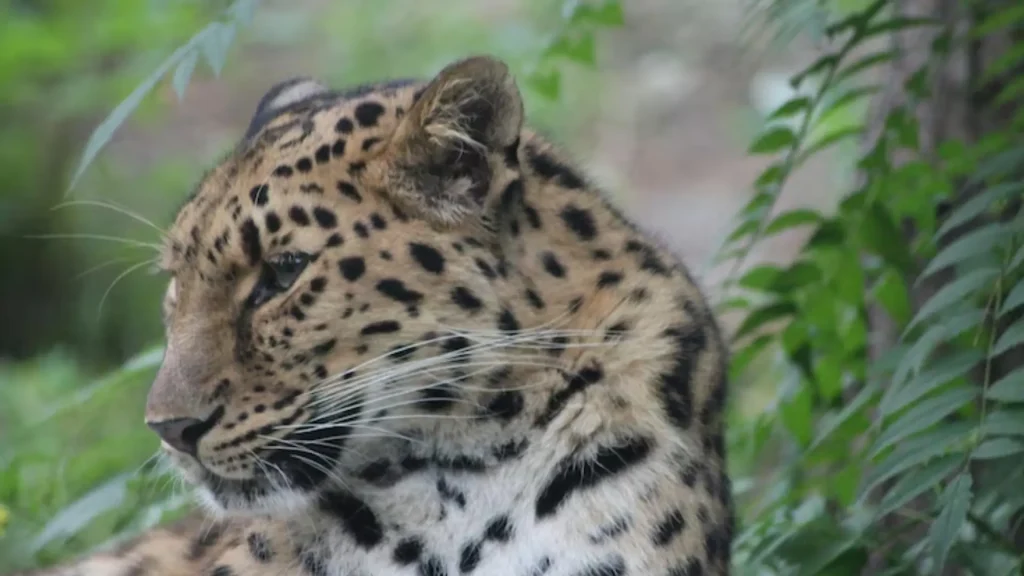 Funny Names for Leopards