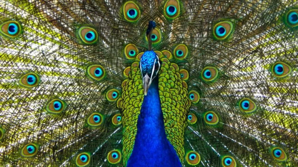 Funny Names for a Peacock