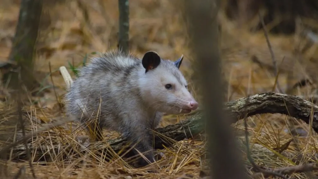 Funny Opossum Names