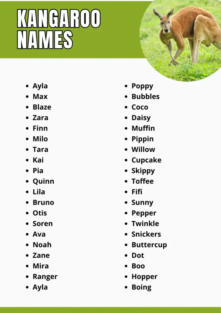 Kangaroo Names infograpic