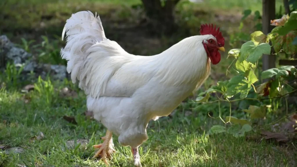 Male Chicken Names