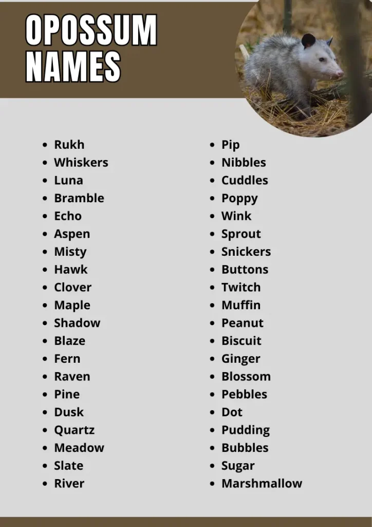 Opossum names infographic