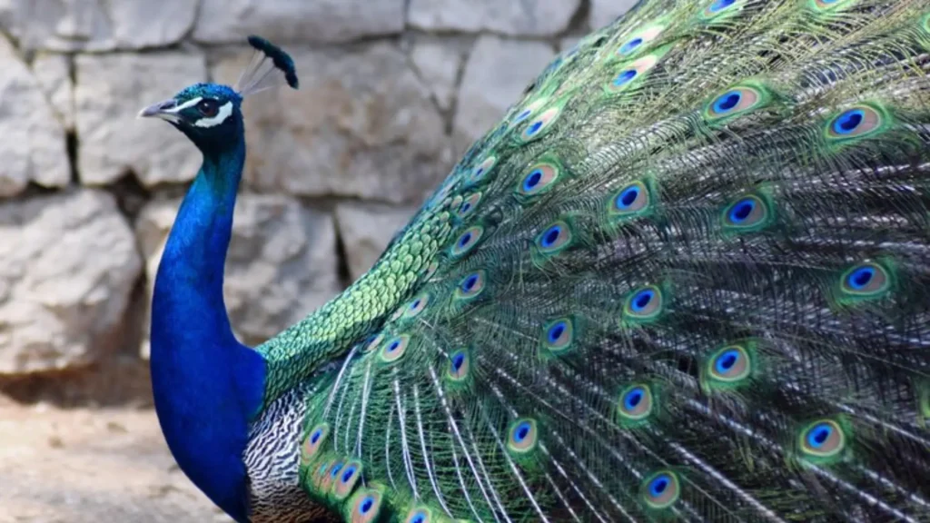 Peacock Male Names