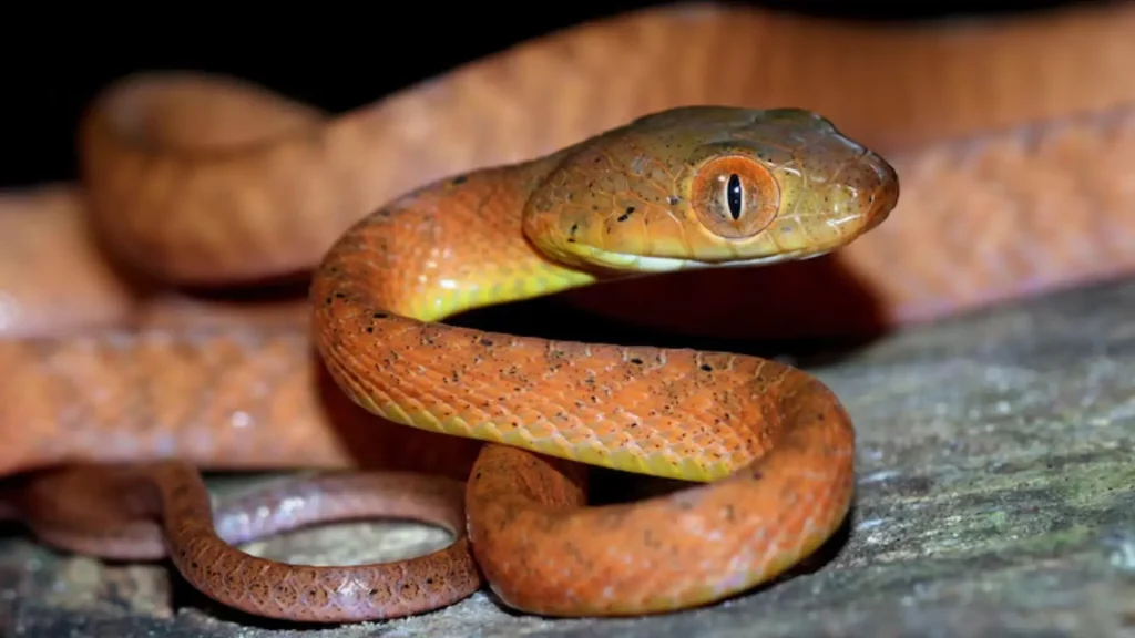 Baby Snake Names