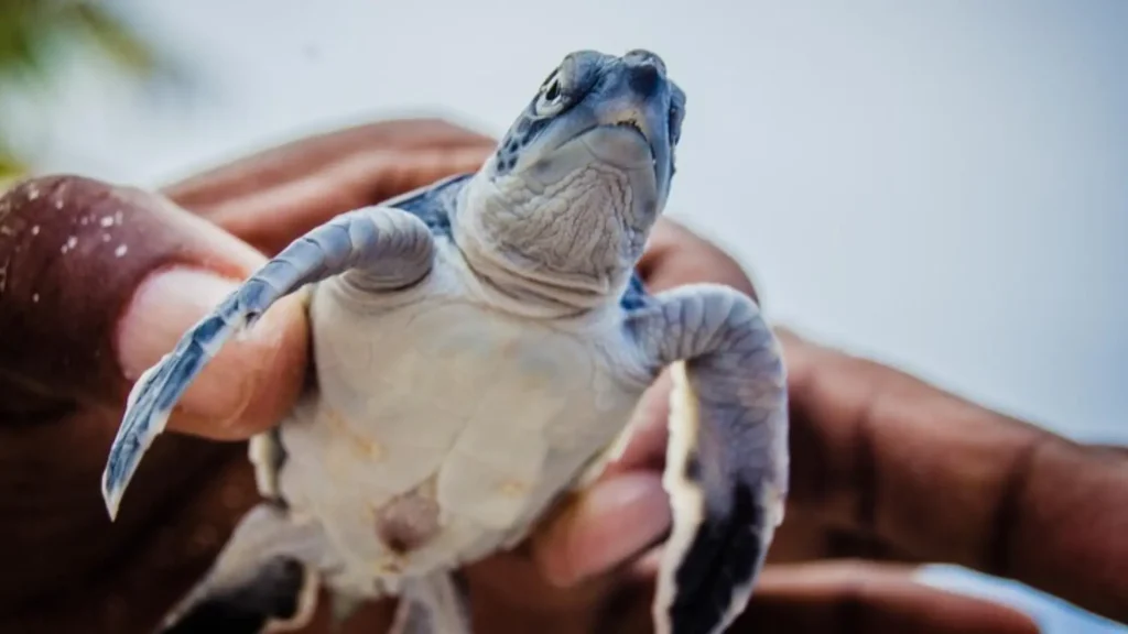 Baby Turtle Names