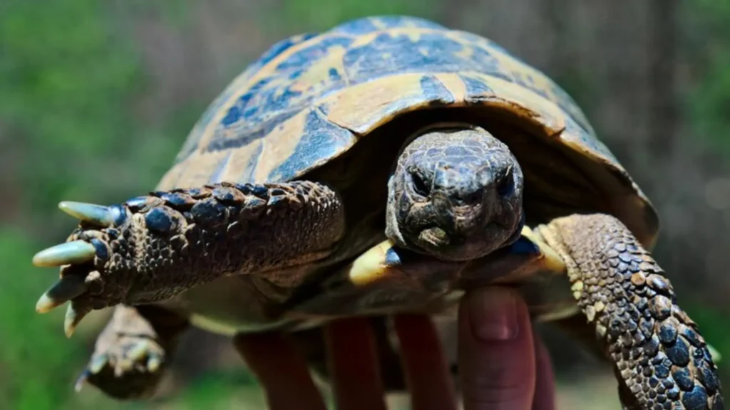 Boy Turtle Names