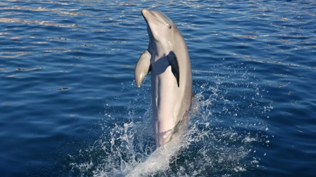 Cool Names for Dolphins
