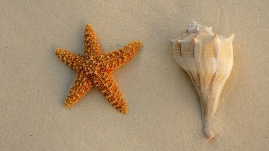 Cool Names for Starfish