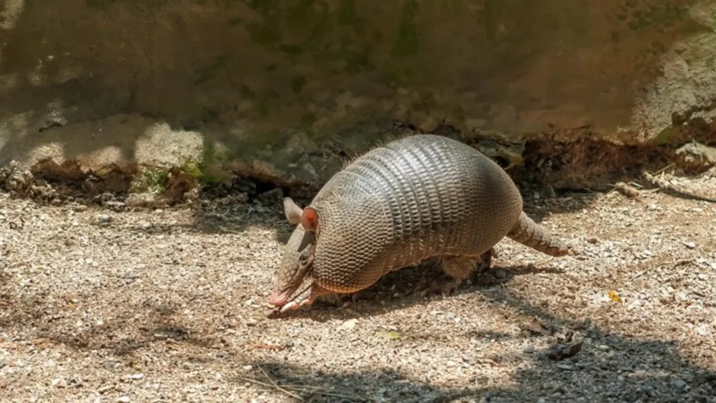 Cute Armadillo Names