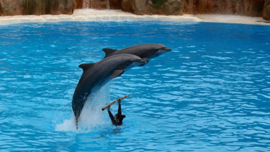 Cute Dolphin Names