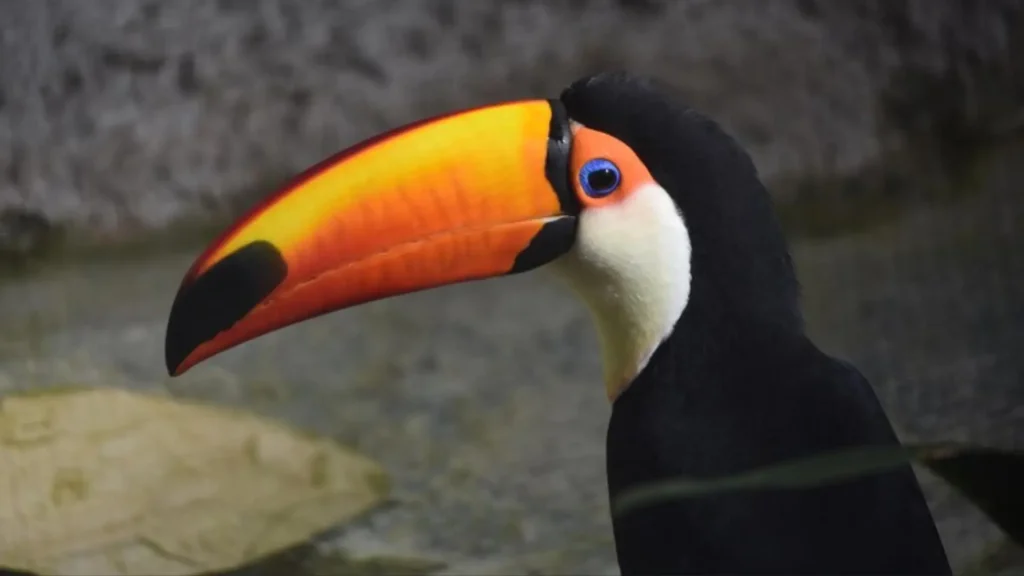 Cute Names for Toucan 