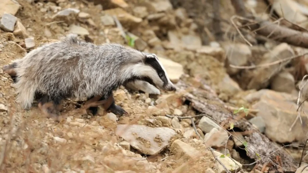 Funny Badger Names