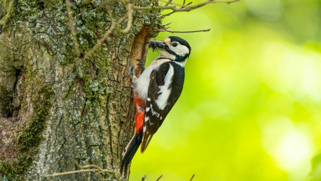 Funny Woodpecker Names